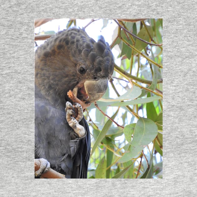 Black Cockatoo by kirstybush